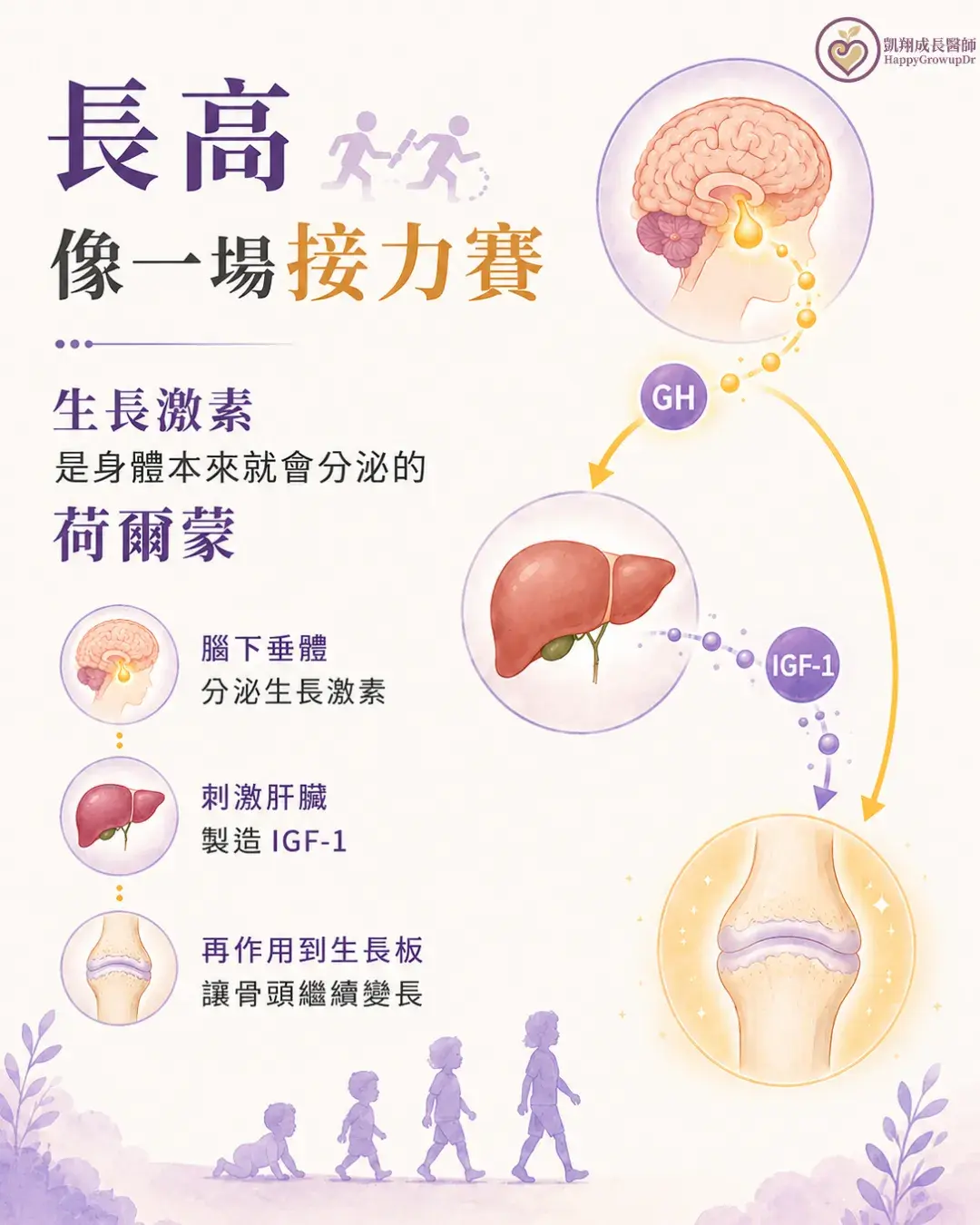 3 Growth Hormone Action